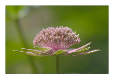Astrantia_7_28-06-2006.jpg