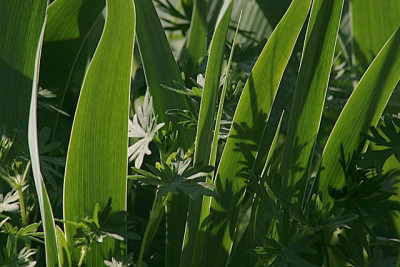 Schattenspiele-mit-Iris-1.jpg