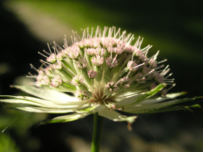 Astrantia-mit-Haar.jpg