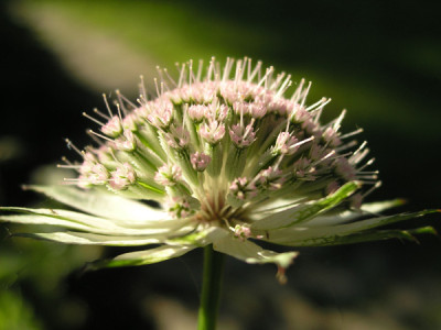 Astrantia-ohne-Haar.jpg