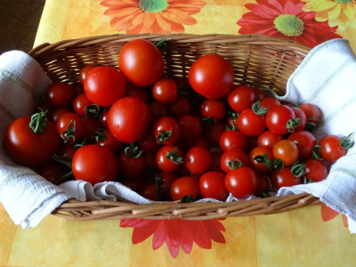 tomaten01.jpg