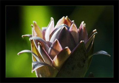 Hosta_SuS_1_28-06-2006.jpg