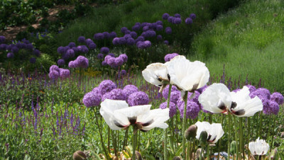 Garten-der-Sinne-6.jpg