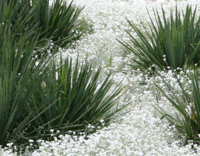 Garten-der-Sinne-13.jpg