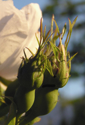 knospe_rose_fragezeichen.jpg
