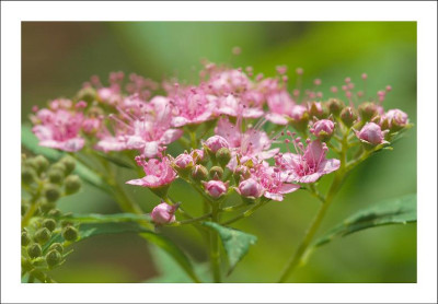 Spirea_1_28-06-2006.jpg