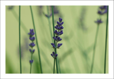 Lavendula_2_28-06-2006.jpg