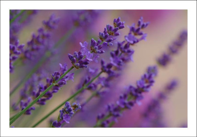 Lavendula_1_28-06-2006.jpg