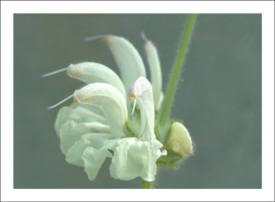 Salvia_Argentea_1_28-06-2006.jpg