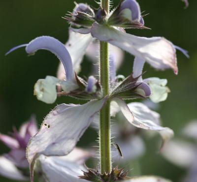 Salvia-sclarea.jpg