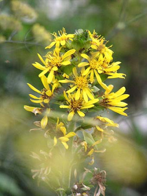ligularia_fischerii_hoffentlich.jpg