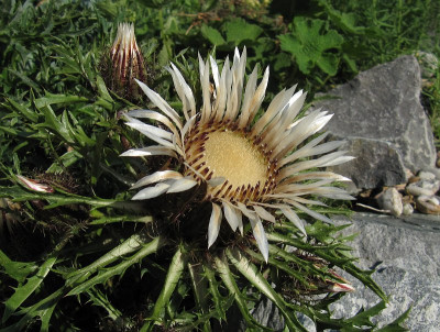 IMG_5625_Silberdistel_6Aug2015_.jpg