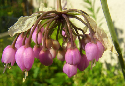 Allium_cernuum_1_-_2006.jpg