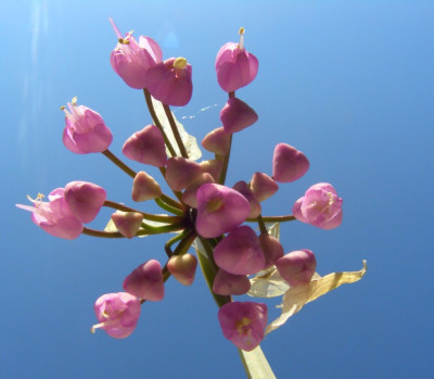 Allium_cernuum_2_-_2006.jpg