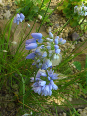Allium_sikkimense_1_-_2006.jpg