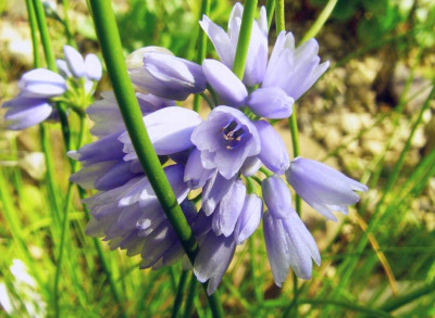Allium_sikkimense_2_-_2006.jpg