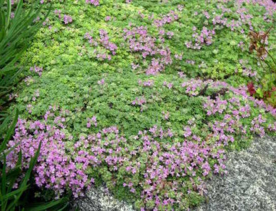 Thymus_serpyllium_pygmaeus_2006-07-01.JPG