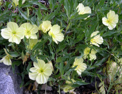 Oenothera_macrocarpa_Greencourt_Lemon_2006-07-01.JPG