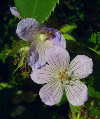 Geranium_sylvaticum_x_pratense_viell.jpg