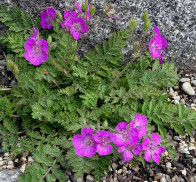 Erodium_castellanum_2006-07-01.JPG
