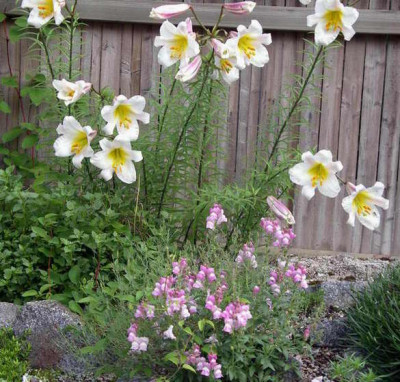 Lilium_regale_Lowenmaulchen__2006-07-01.JPG