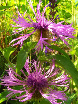 Centaurea_phrygia.jpg