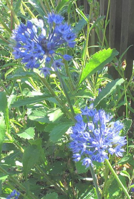 Allium_caeruleum_2006.jpg