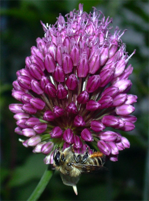 allium_01.jpg
