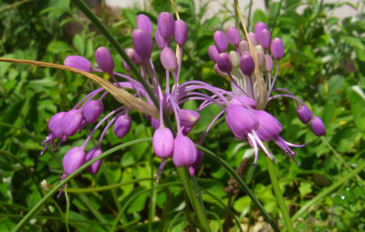 Allium_aff._carinatum_Vitoscha.jpg