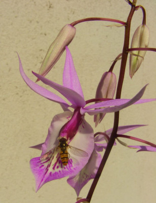 Barkeria_spectabilis_2_-_2006.jpg