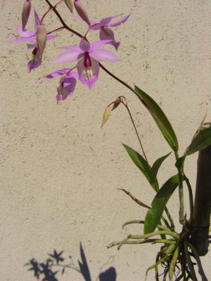 Barkeria_spectabilis_3_-_2006.jpg