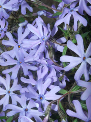 Phlox_bifida_2006.jpg