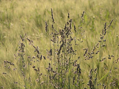 gras_flugplatz.jpg