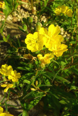 Oenothera_spec._England.jpg