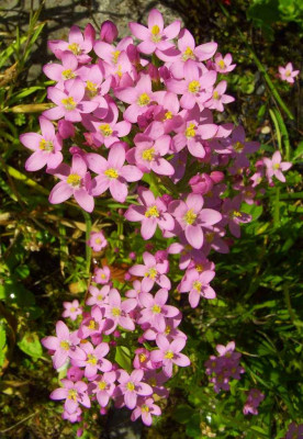 Centaurium_2006.jpg
