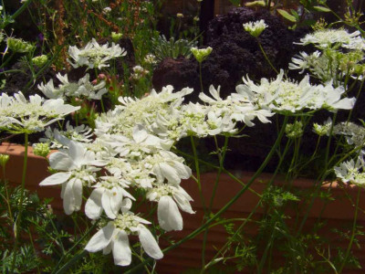 Orlaya_grandiflora_2006.jpg