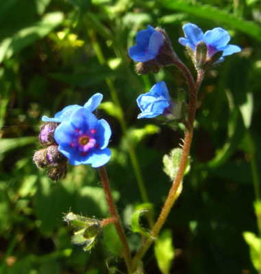 Eritrichium_2006.jpg