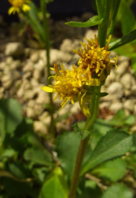 Solidago_spathulata_var._nana.jpg