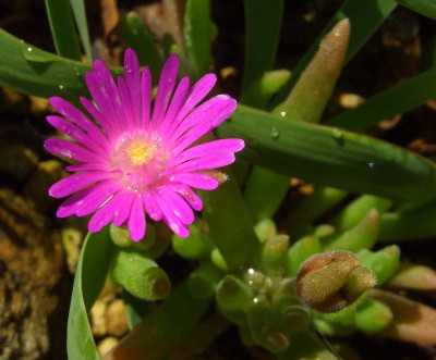 Delosperma_cooperi_2006.jpg