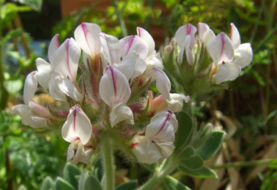 Dorycnium_hirsutum_2006.jpg