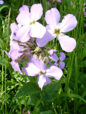 IMAG0014kl.jpg