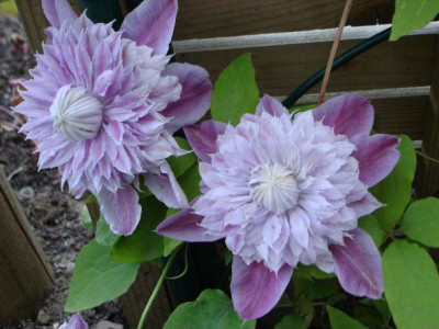 Clematis_Josephine.JPG
