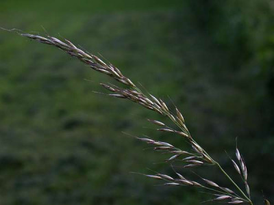 gras-4578-600-80.jpg