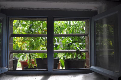 kellerfenster.jpg
