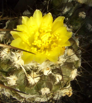 Copiapoa_hypogaea.jpg