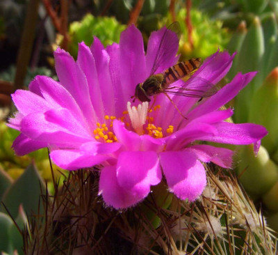 Escobaria_hesteri.jpg