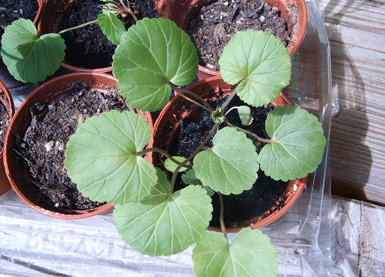 p_grossularioides1.jpg