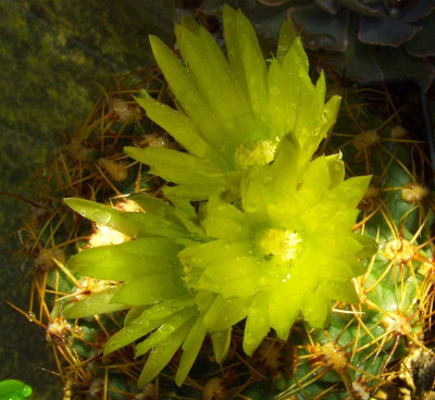 Gymnocalycium_leeanum.jpg