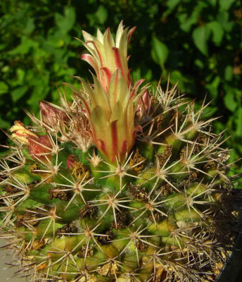 Mammillaria_1.jpg