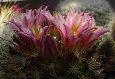 Mammillaria_2.jpg